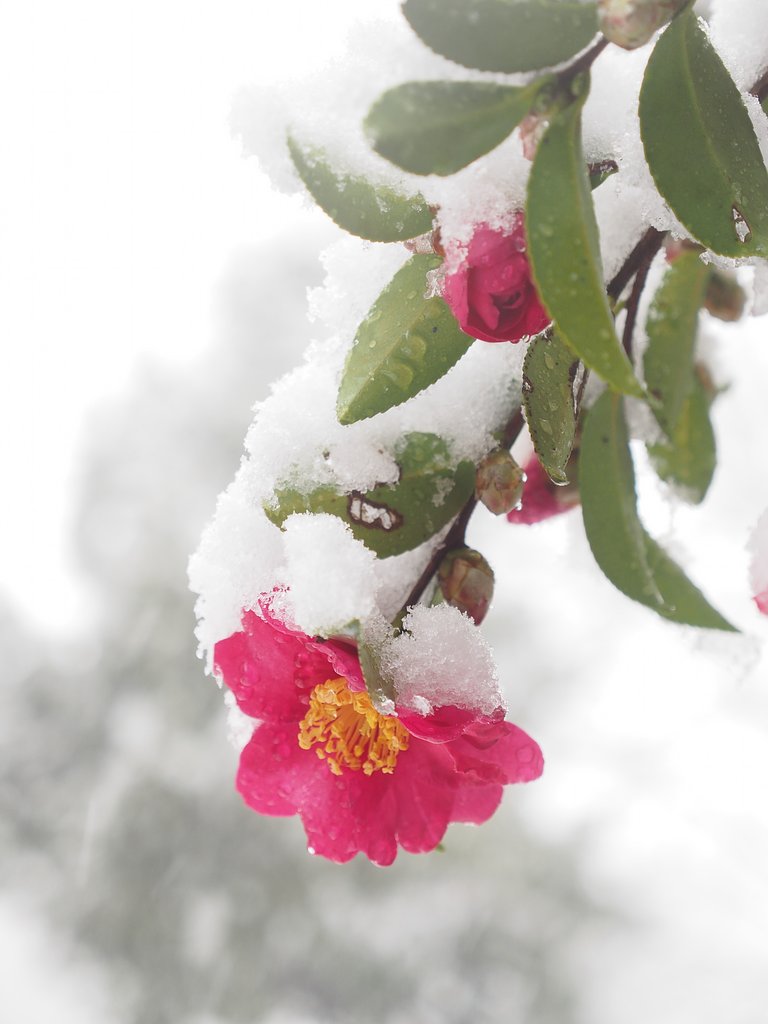 雪の日のサザンカ