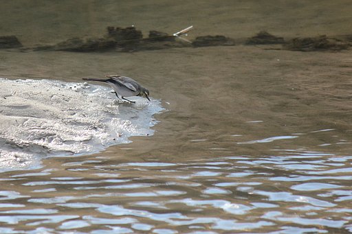 砂島で啄んだり