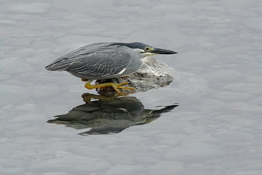 ササゴイ