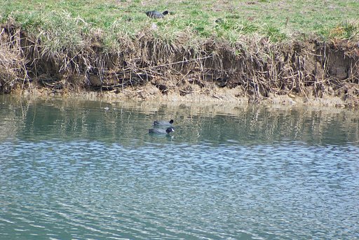 オオバン?らしき鳥が・・。