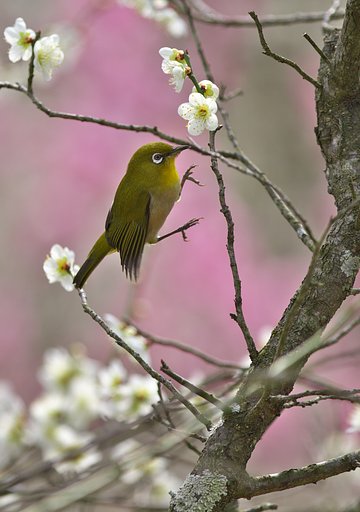 枝渡り