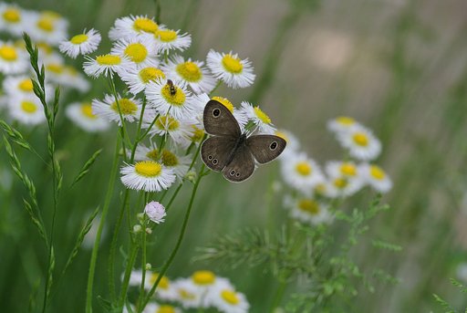 春の生きものたちと草花