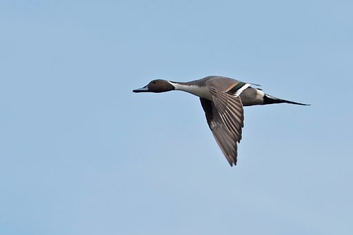 飛・オナガガモ