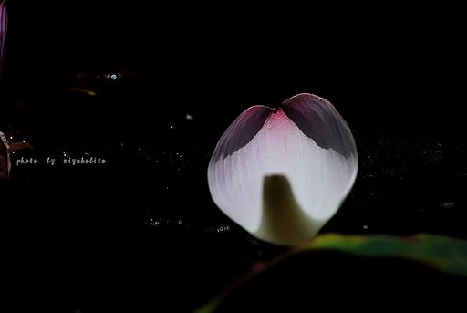 花弁の船