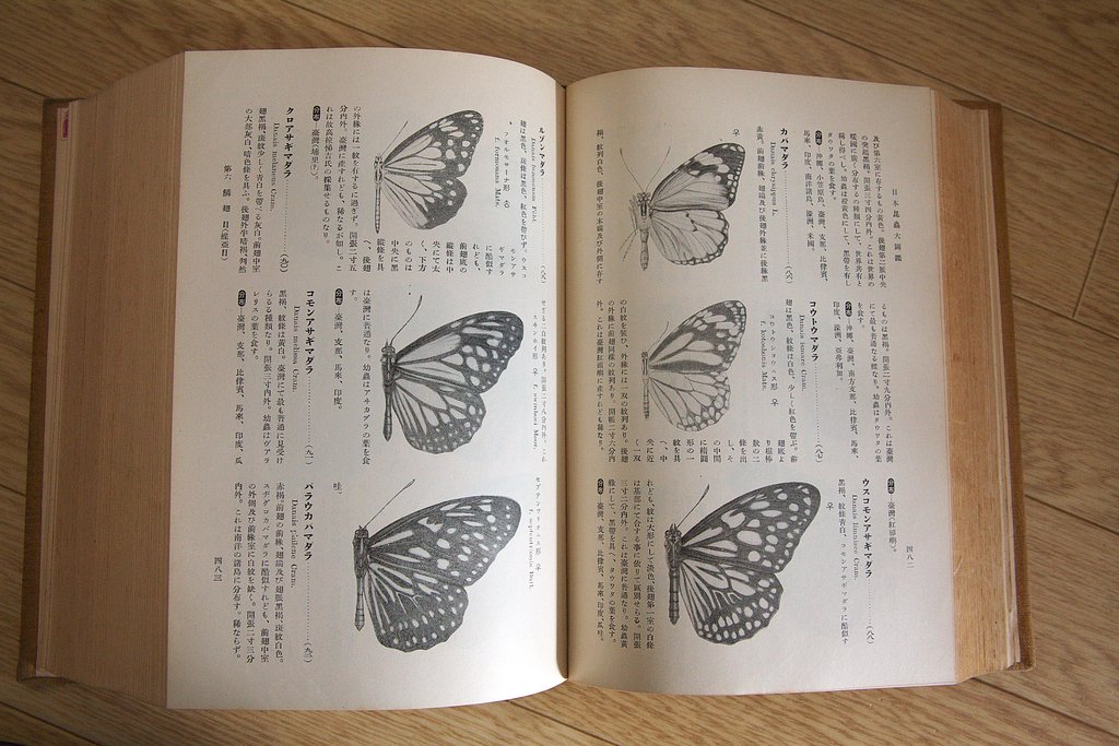 昆虫図鑑