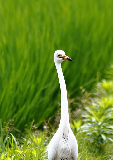 チュウサギ