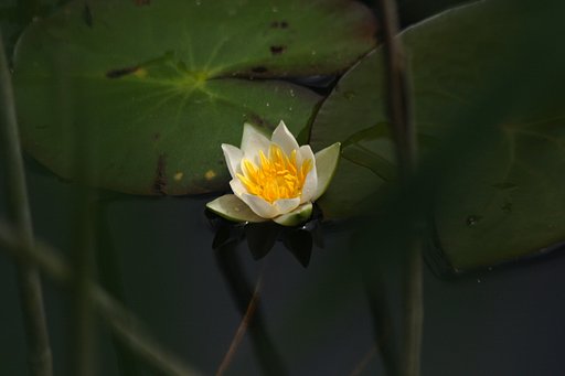 ヒツジグサが咲いた