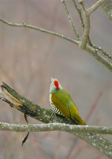 アオゲラ