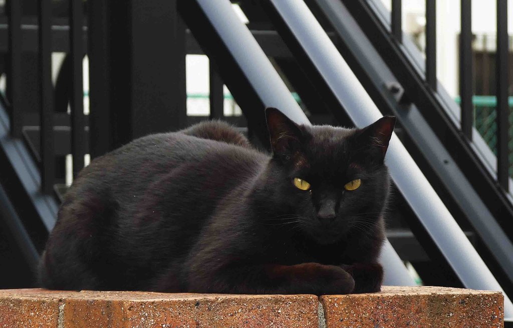 §　くろねこ　§