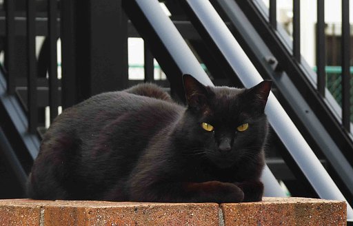 §　くろねこ　§