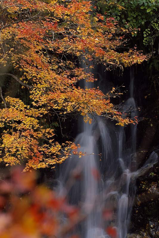 愛知県大井平公園紅葉