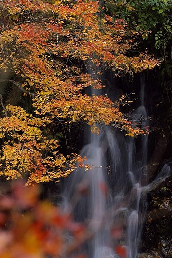 愛知県大井平公園紅葉
