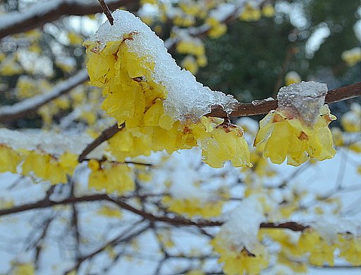 雪と蝋梅