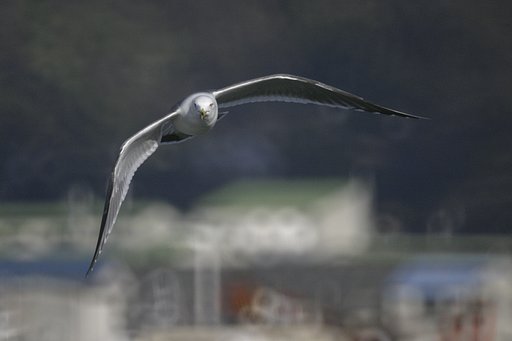 瀬戸の内海