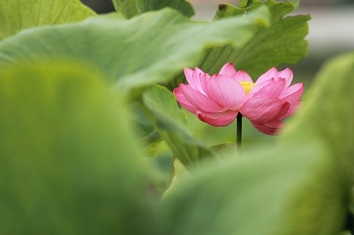 見つけたよ
