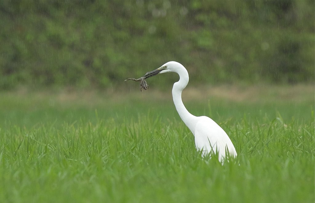 ダイサギ