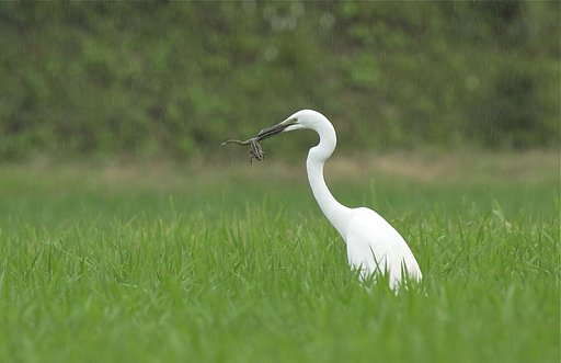 ダイサギ