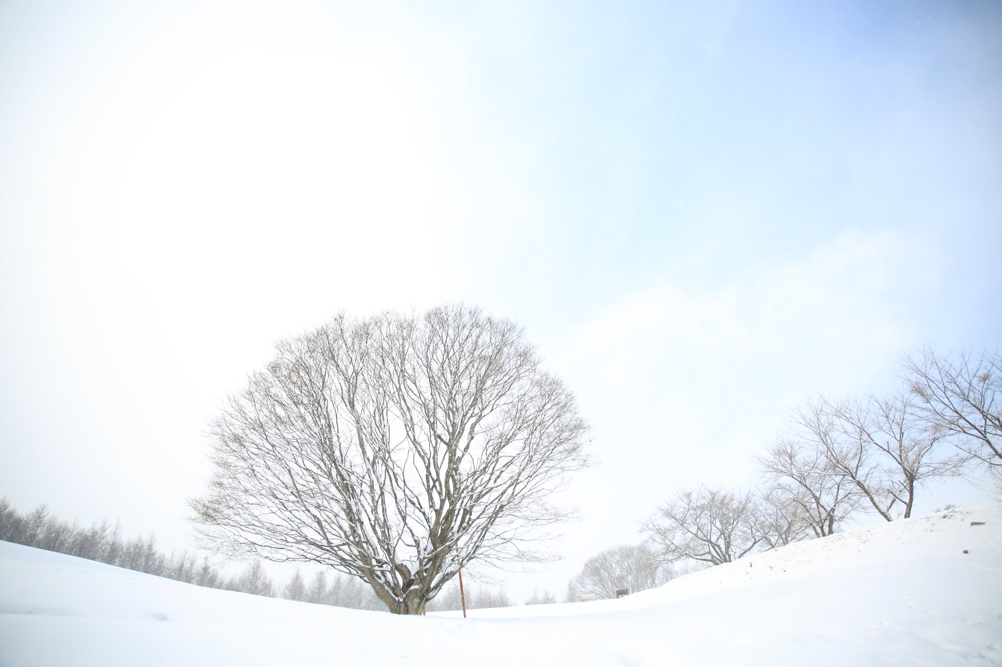 吹雪の彼方に