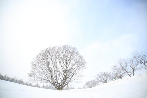 吹雪の彼方に