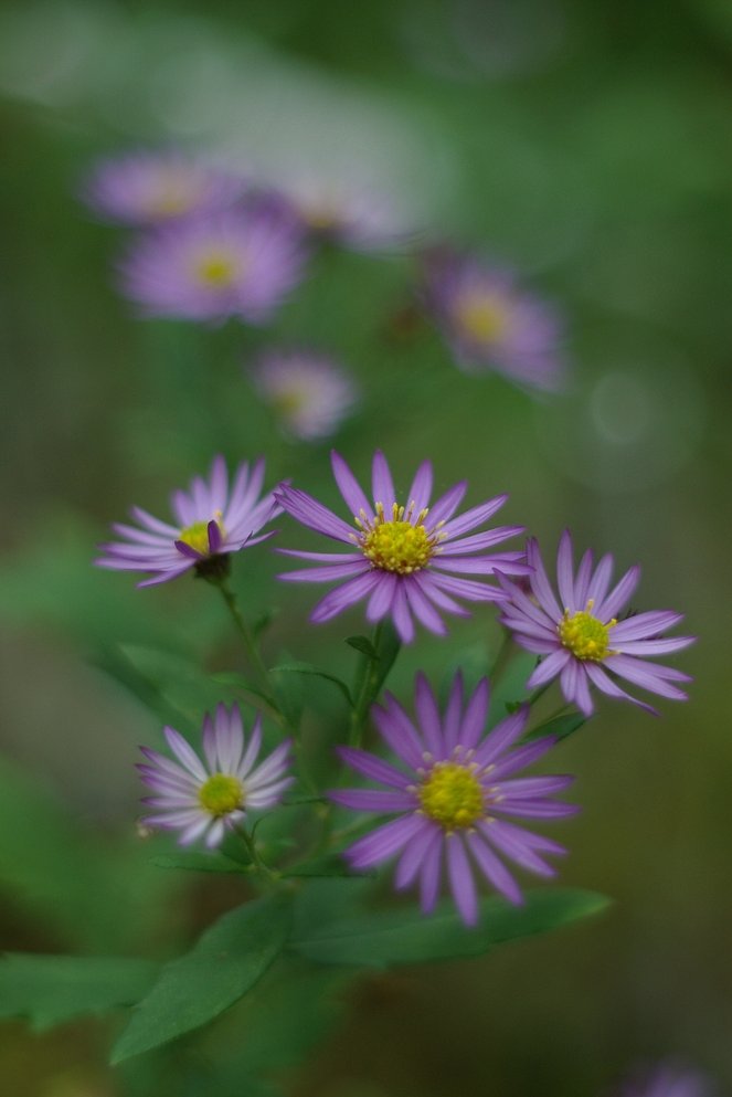 野紺菊（祝）