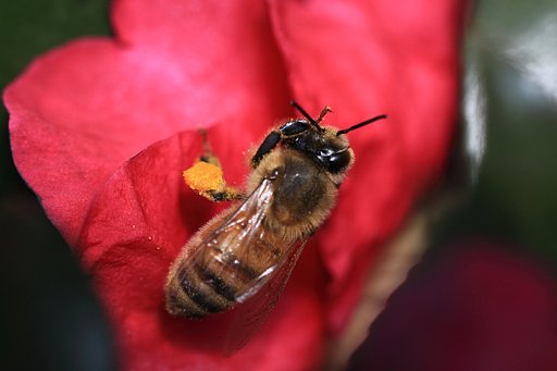 Honeybee