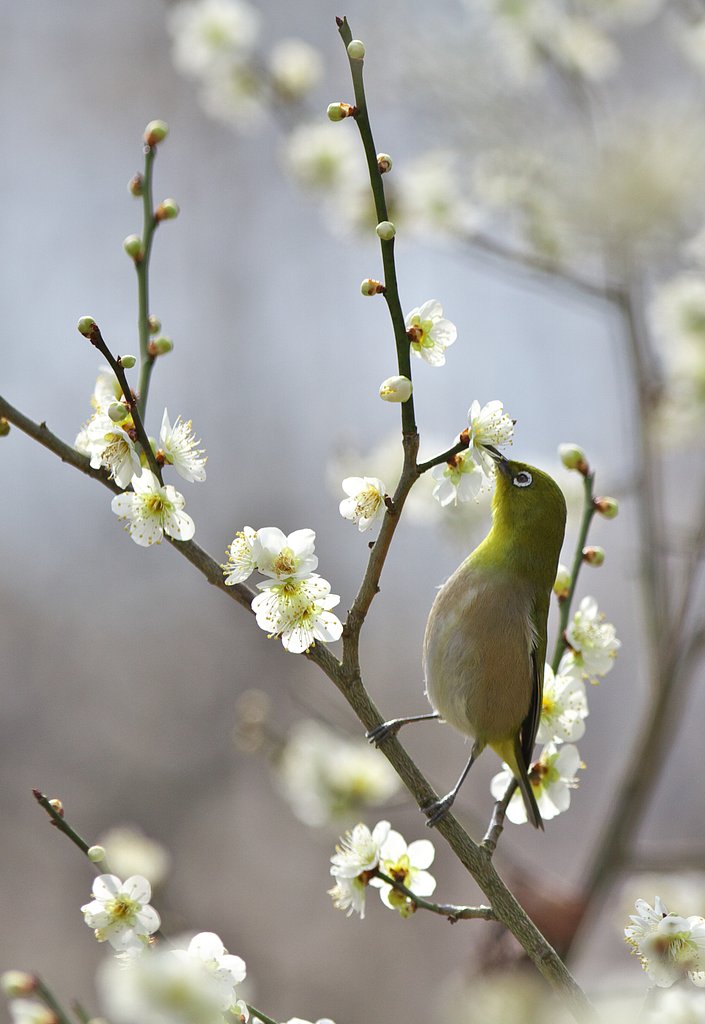 伸び