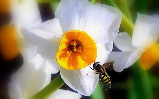 スイセンに虫が