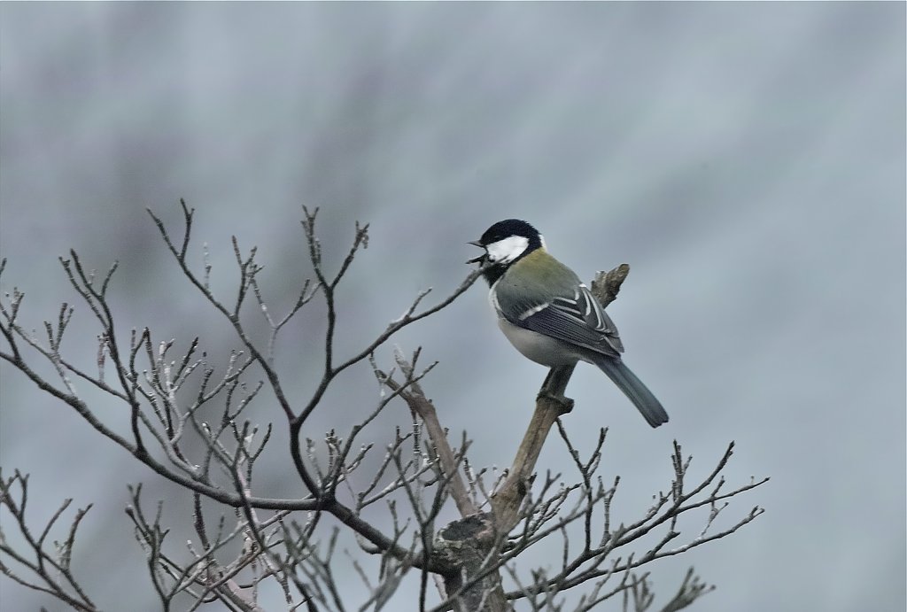 シジュウカラ