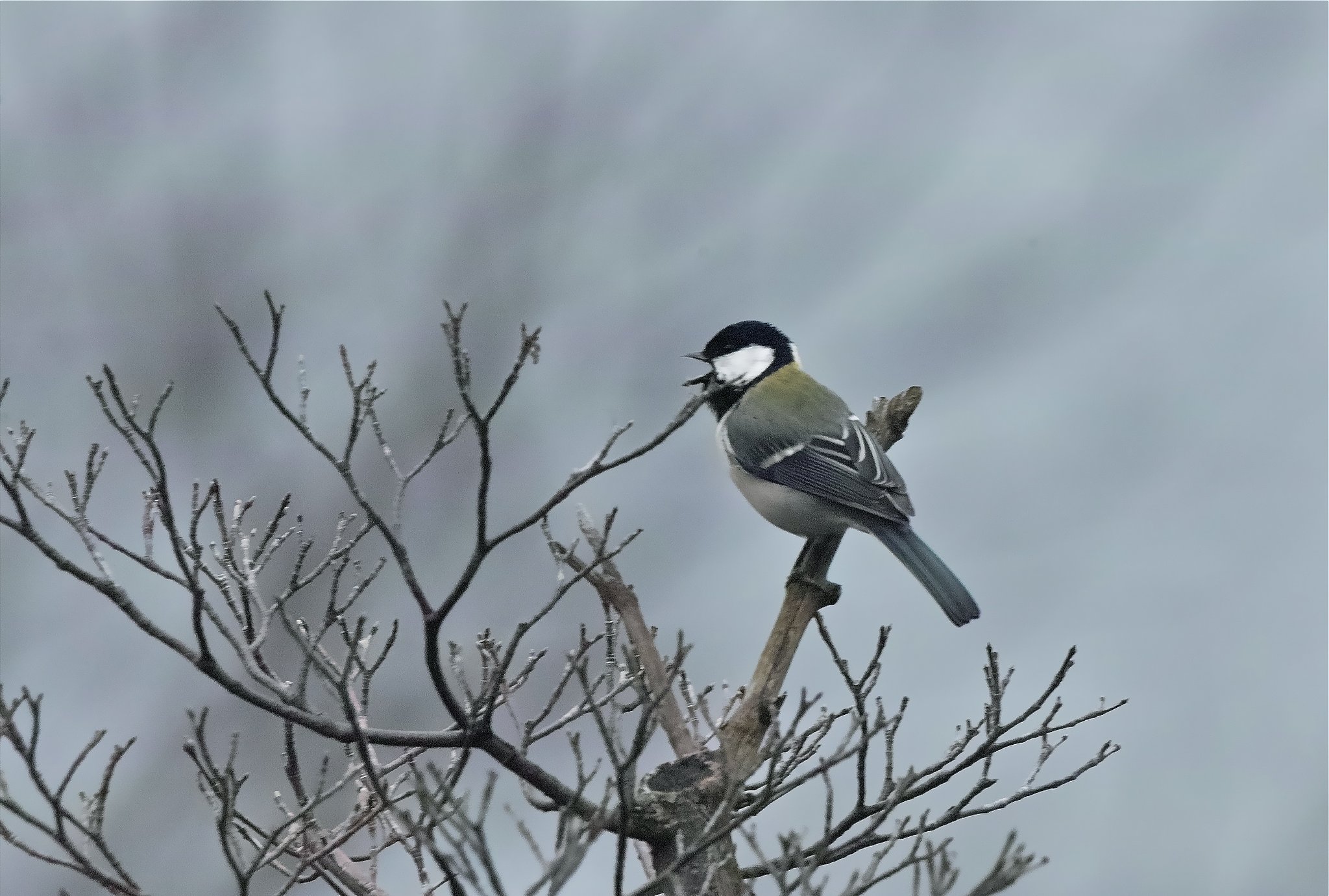 シジュウカラ
