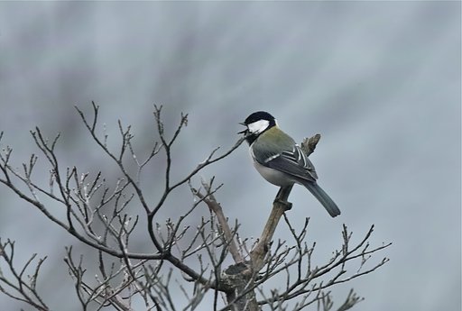 シジュウカラ