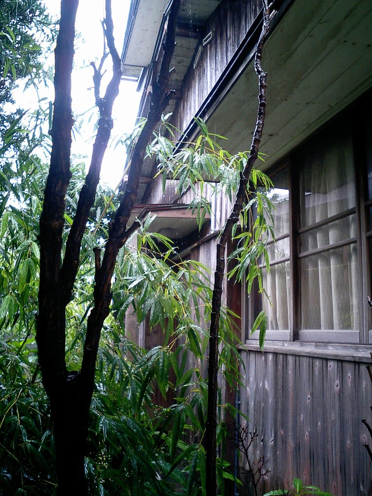 立ち枯れの南天
