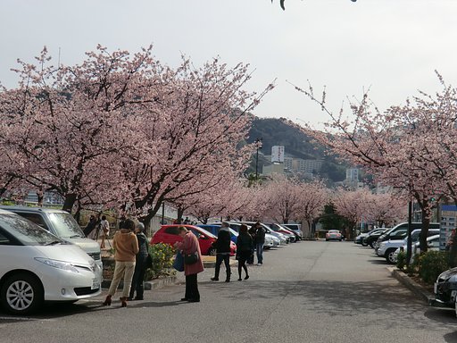 大寒桜（オオカンザクラ）