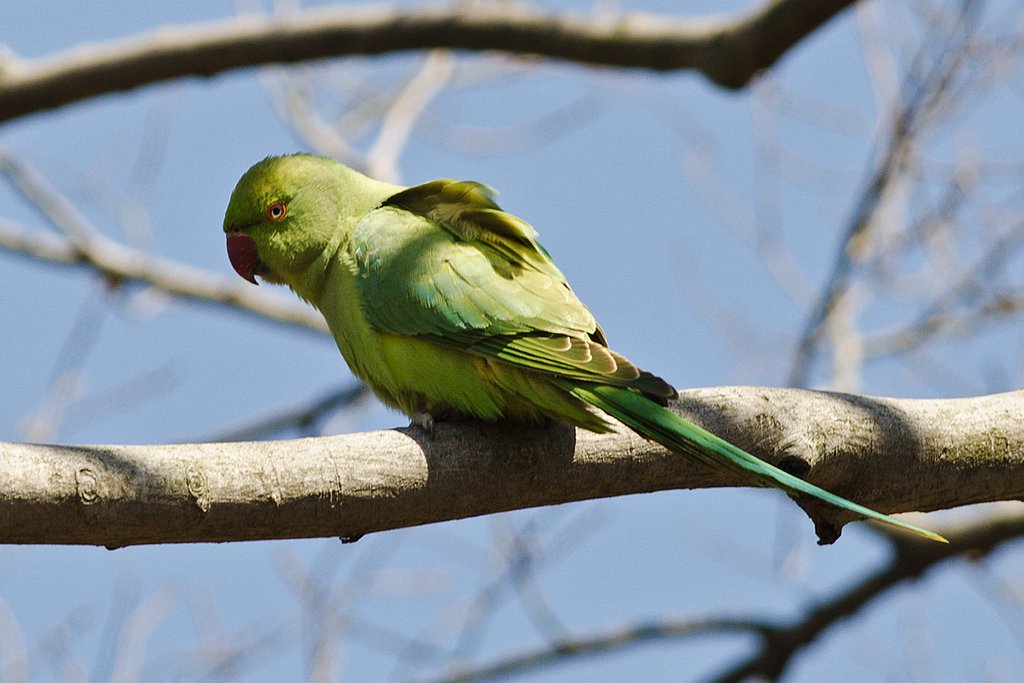 逃亡インコ