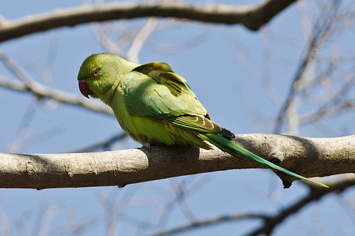 逃亡インコ