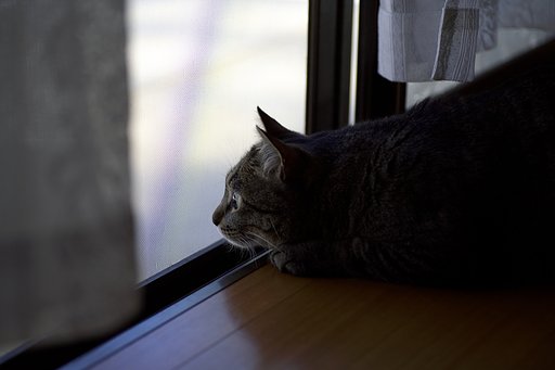 訪問者
