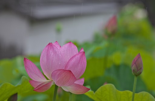 蓮花雨