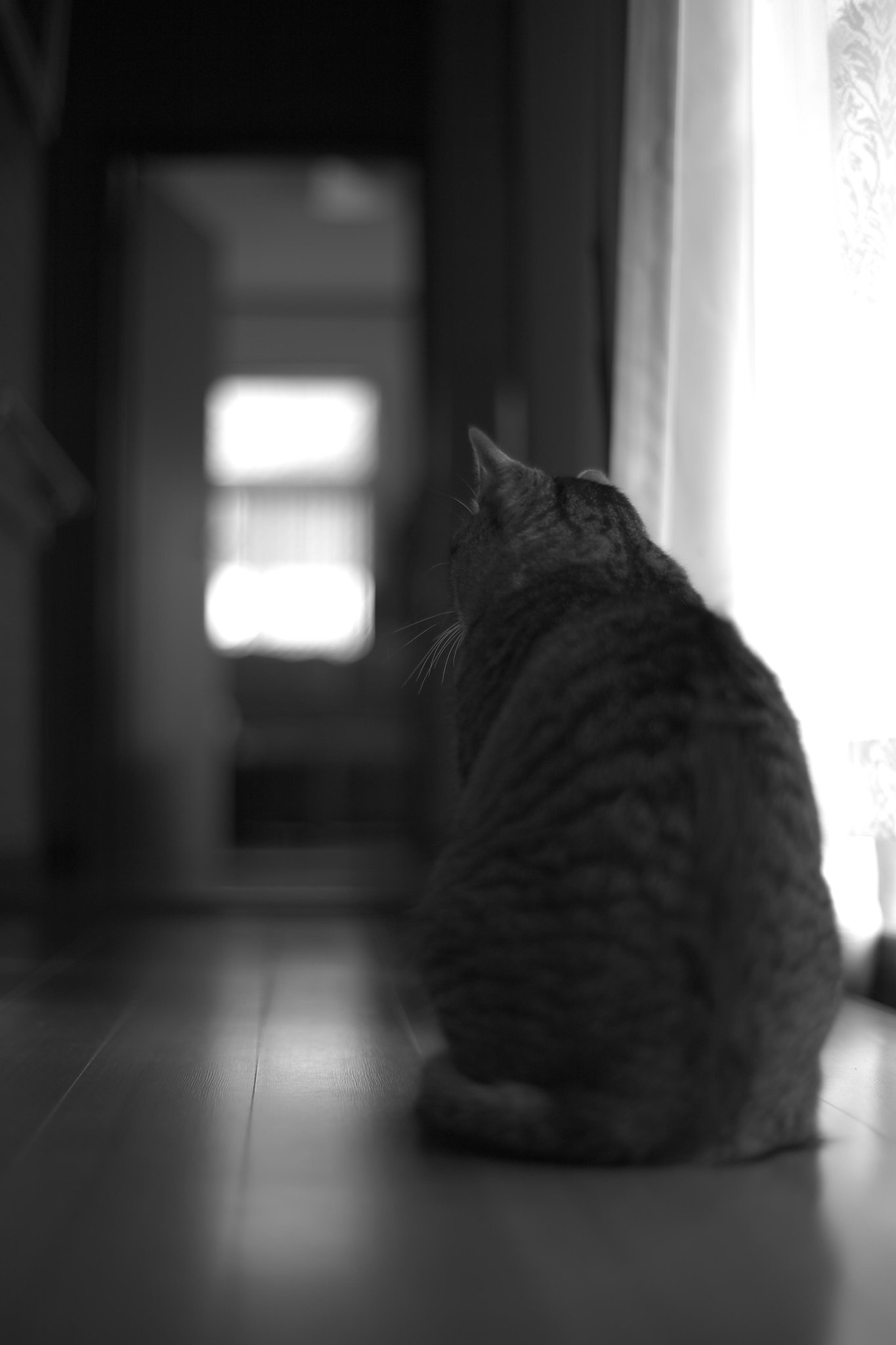 コシナ　プラナー50
