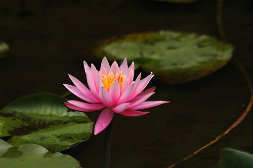 掃きだめに鶴