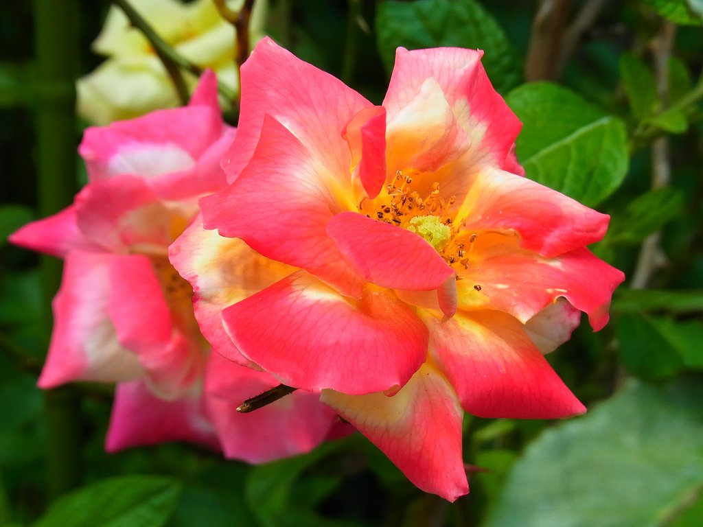 ピンクの薔薇