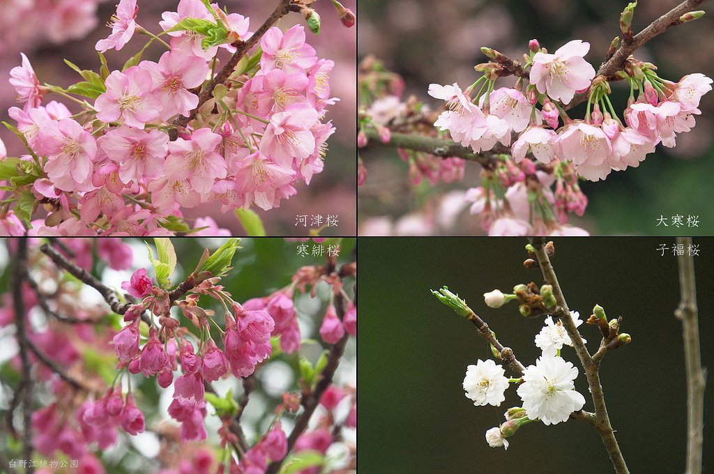 いつも行く公園で
