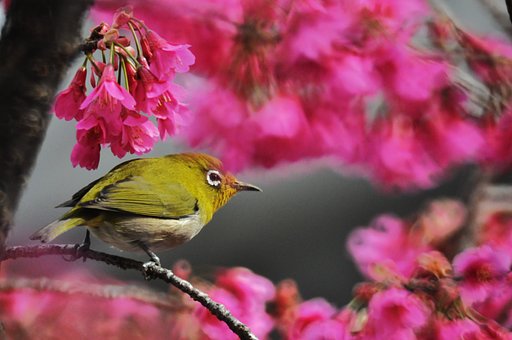 寒緋桜