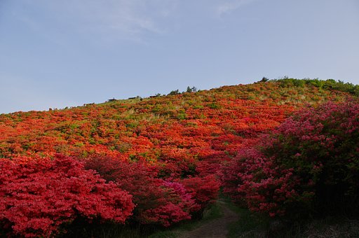 つつじのトンネル
