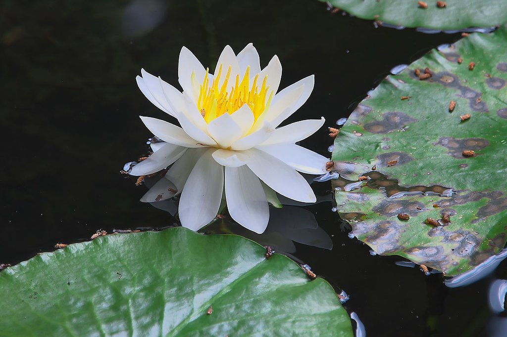 睡蓮（瑠璃光寺)