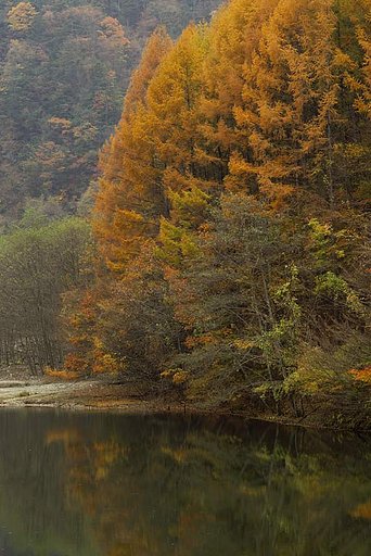 カラマツ紅葉