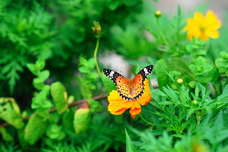 ツマグロヒョウモン蝶