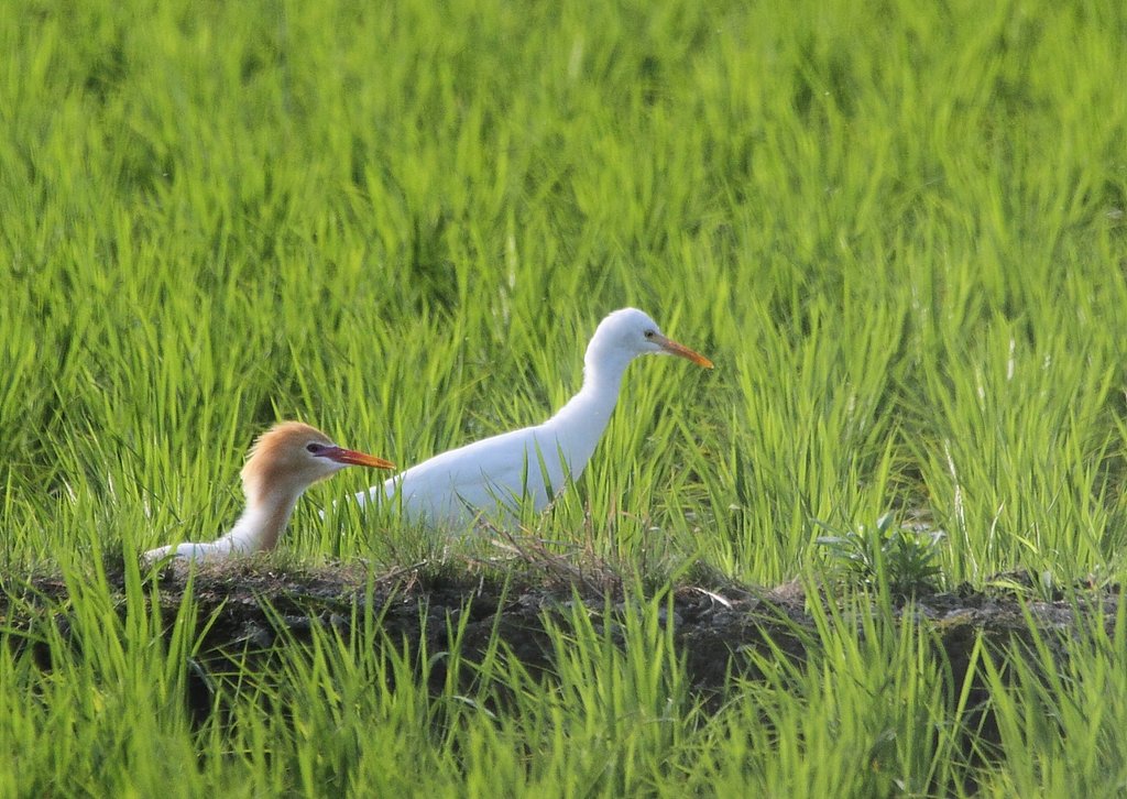 アマサギ