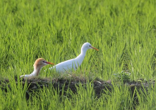 アマサギ