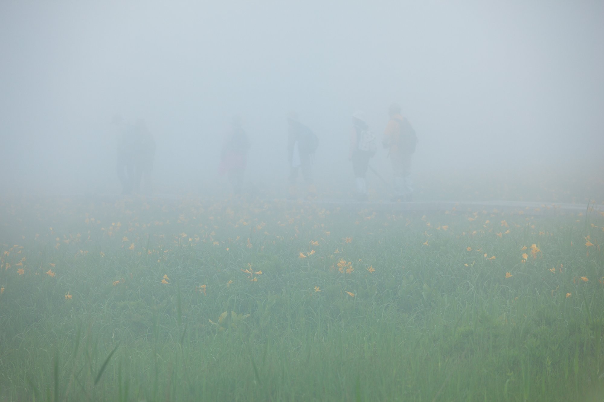 THE FOG
