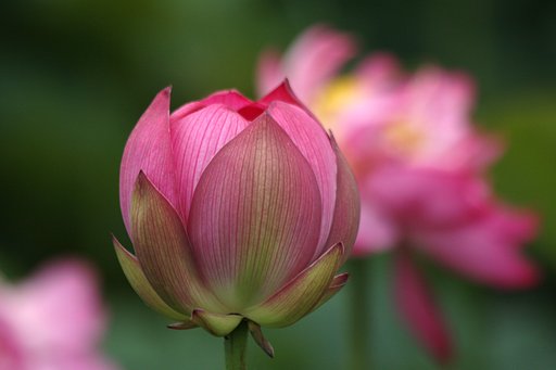 ピンクの花蓮