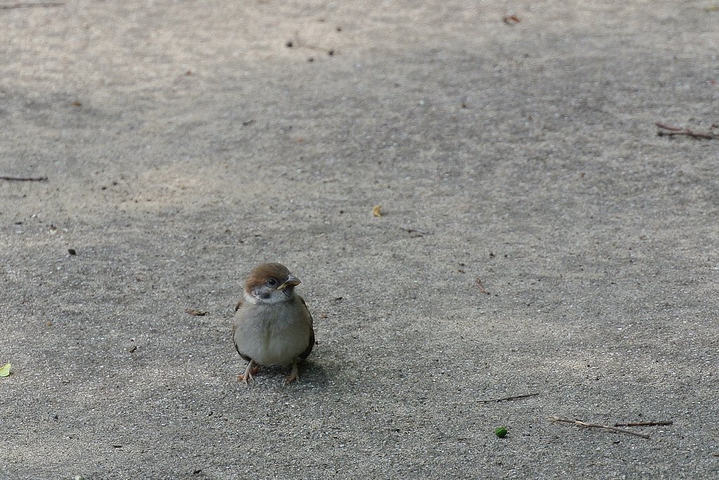 スズメの幼鳥